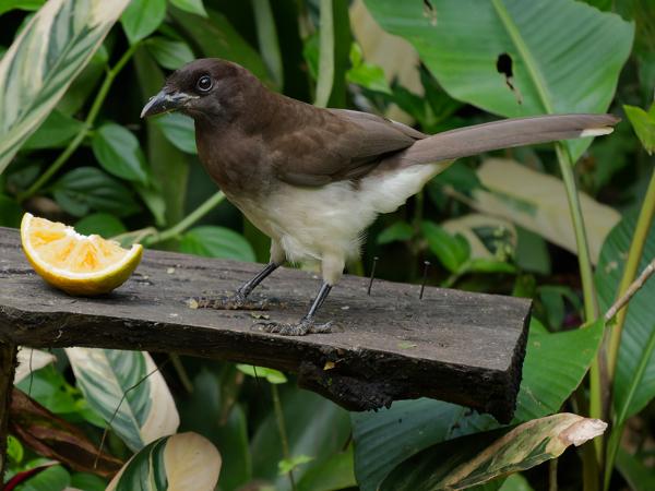 <h3><a href="/trips/costa-rica/biota/animalia/chordata/aves/040 passeriformes/054 corvidae/psilorhinus morio/psilorhinus morio-nl.html">Psilorhinus&nbsp;morio</a> / Brown&nbsp;jay / Bruine&nbsp;gaai</h3>OM-1 Mark II met OLYMPUS M.150-400mm F4.5, 1/2000 sec  bij F4.5, ISO 4000, afstand 10.5&nbsp;m